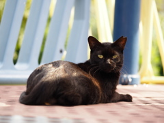 目力の強い猫