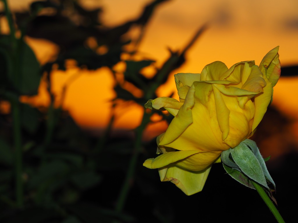 夕暮れ時の薔薇