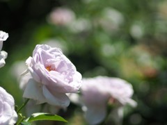 中之島公園の薔薇