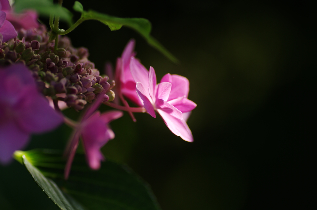 紫陽花