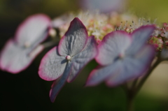 紫陽花