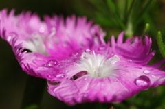 雨上がりの煌めき
