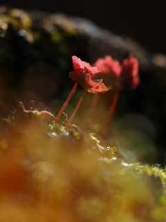 芽生え