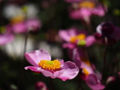 秋明菊