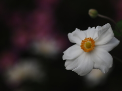 秋明菊