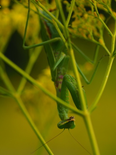 オミナエシの花に潜むハンター