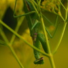 オミナエシの花に潜むハンター