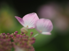 紫陽花