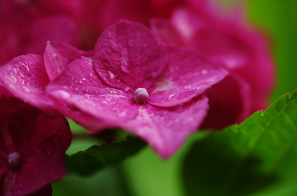 雨上がりの紫陽花