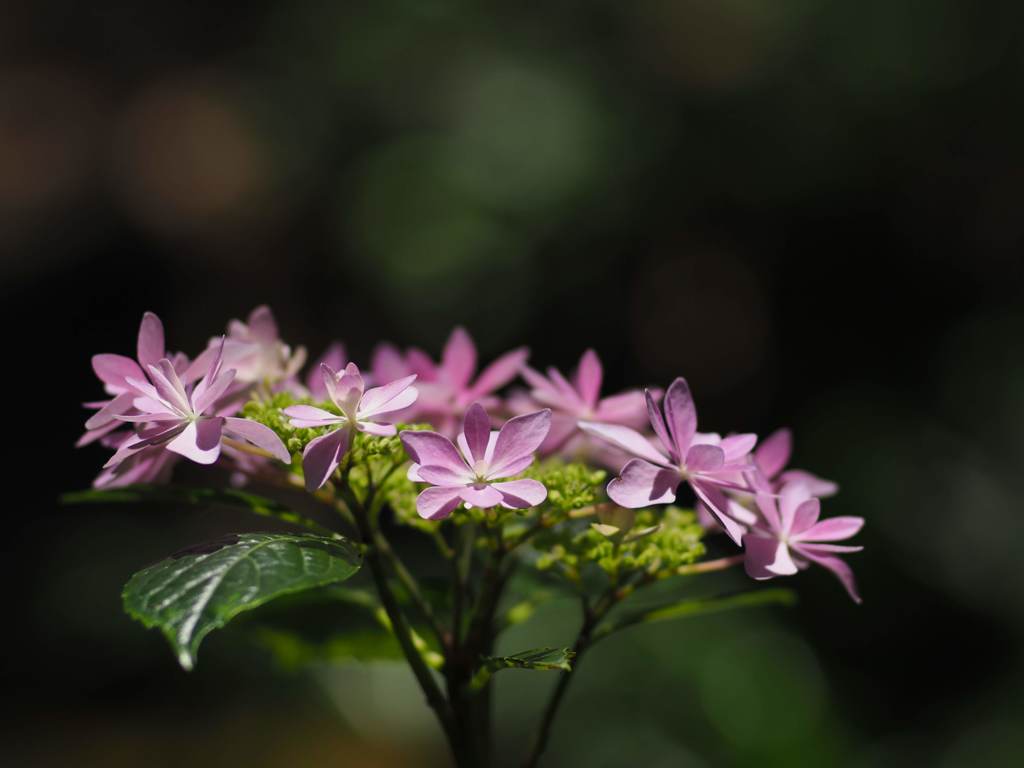 紫陽花