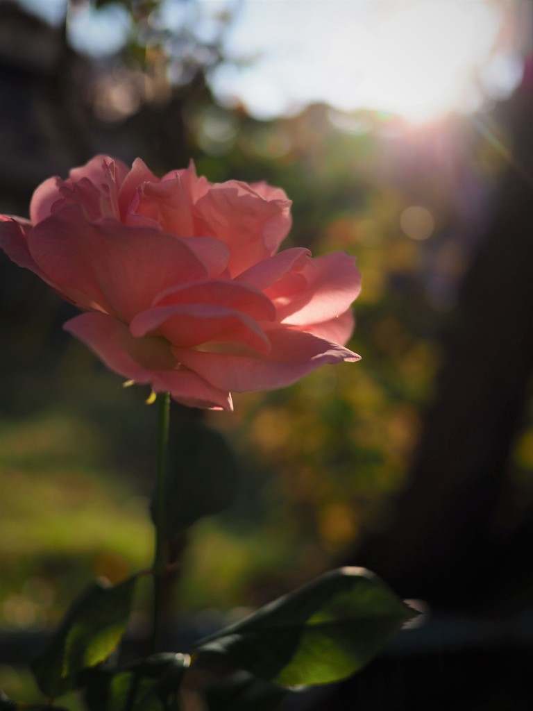 冬の薔薇