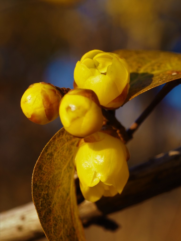 蝋梅の蕾
