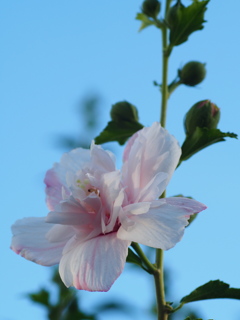 夕暮れ時の槿の花