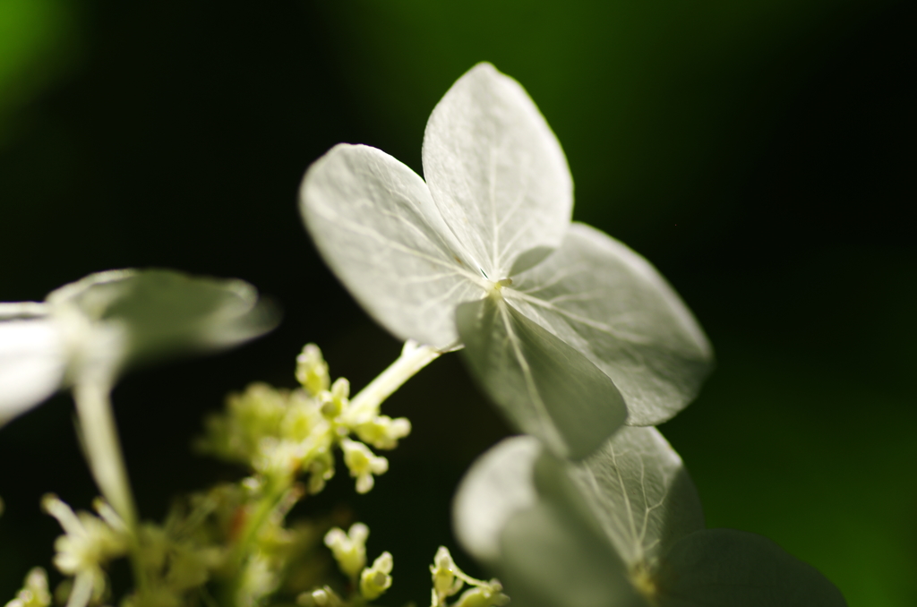 紫陽花