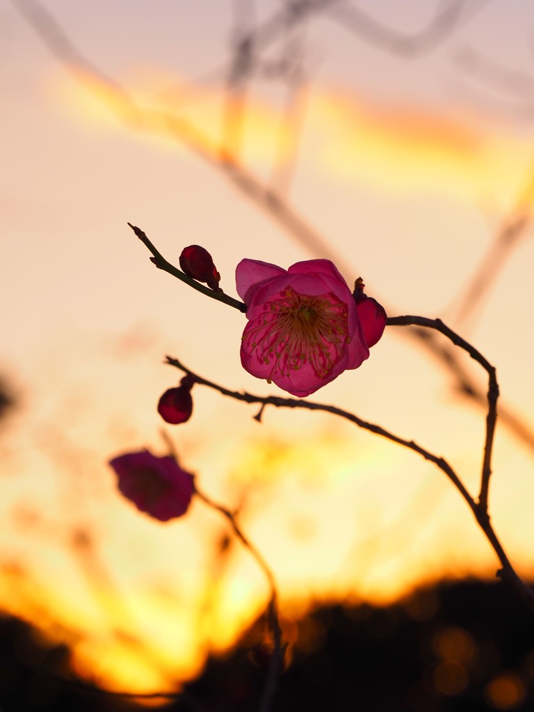 梅の花