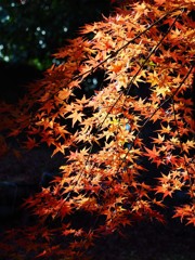 紅葉