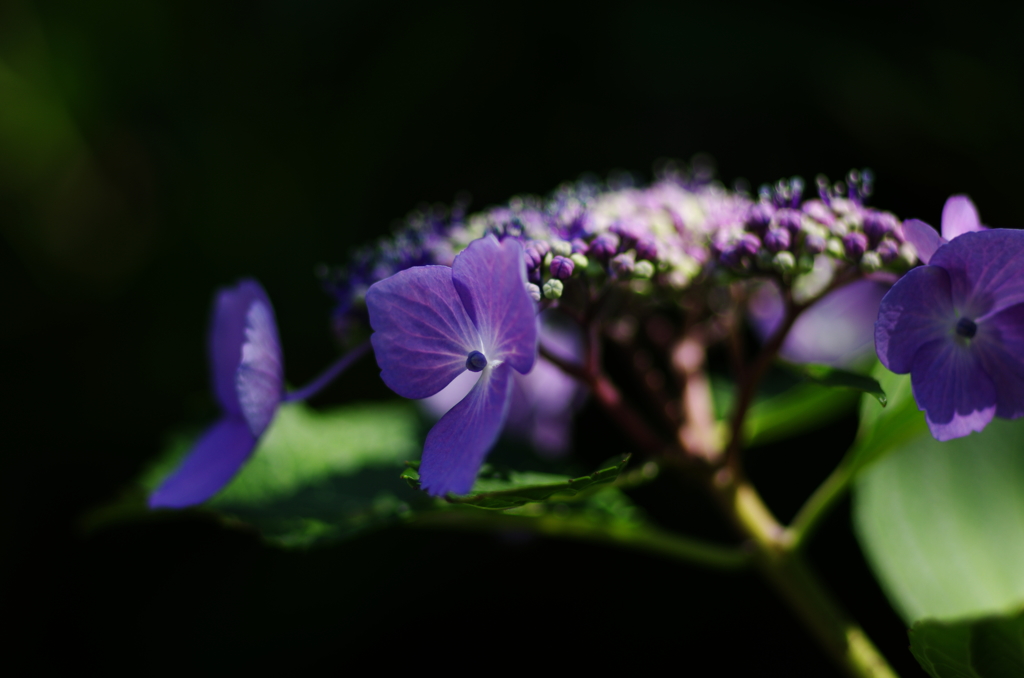 紫陽花