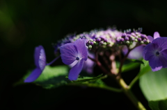 紫陽花