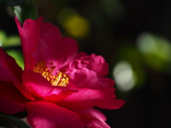 山茶花