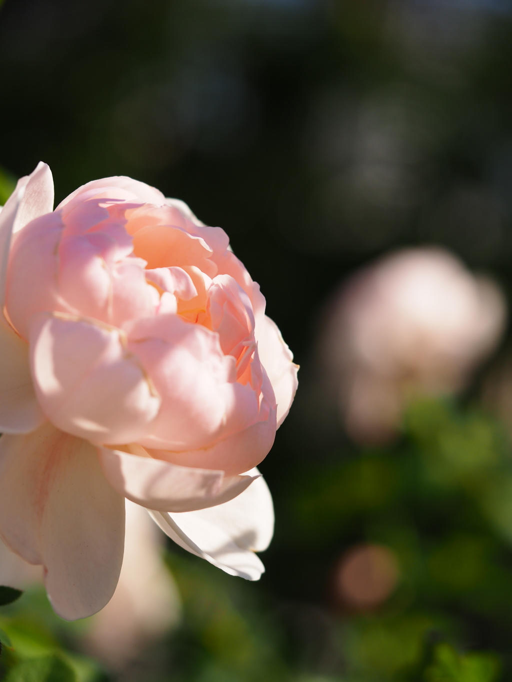 中之島公園の薔薇