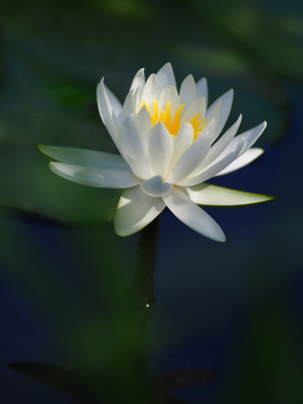 睡蓮