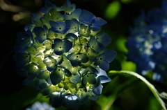 紫陽花のランプ