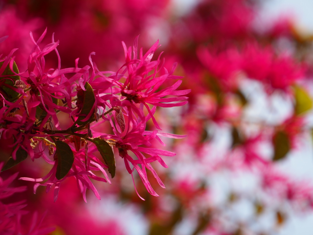 マンサクの花