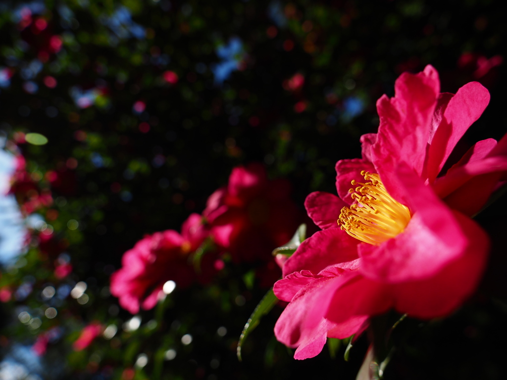 山茶花