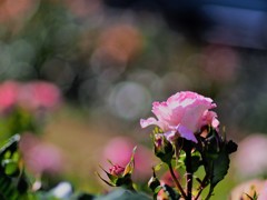 中之島公園の薔薇