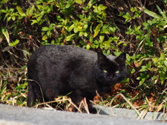 目力強い