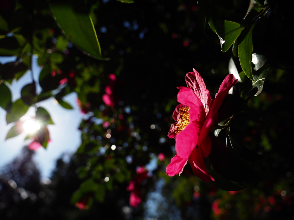 山茶花