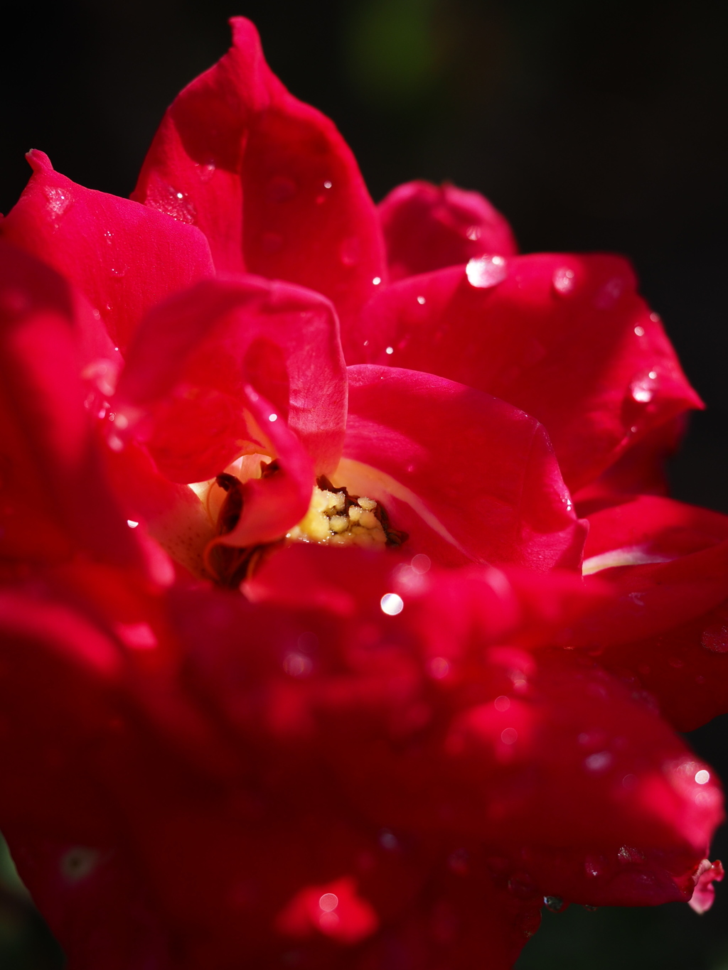 雨上がりの薔薇