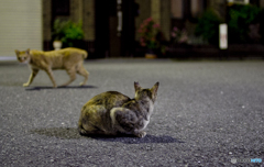 ねこ×２