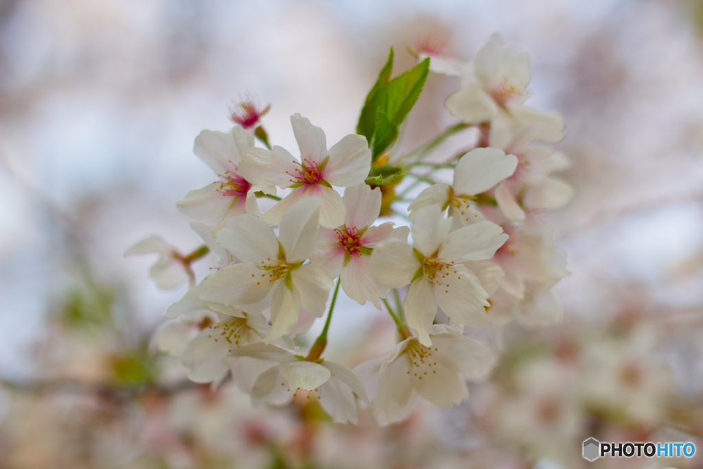 桜 2018