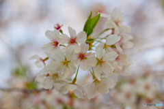 桜 2018