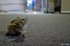 ねこ