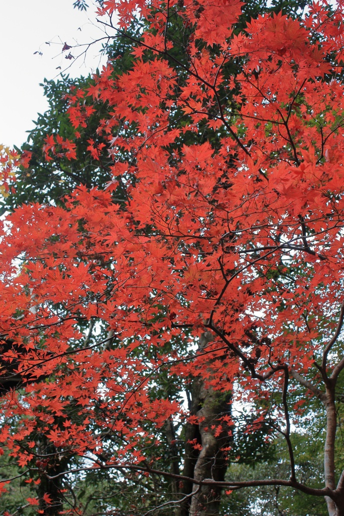 犬鳴山5