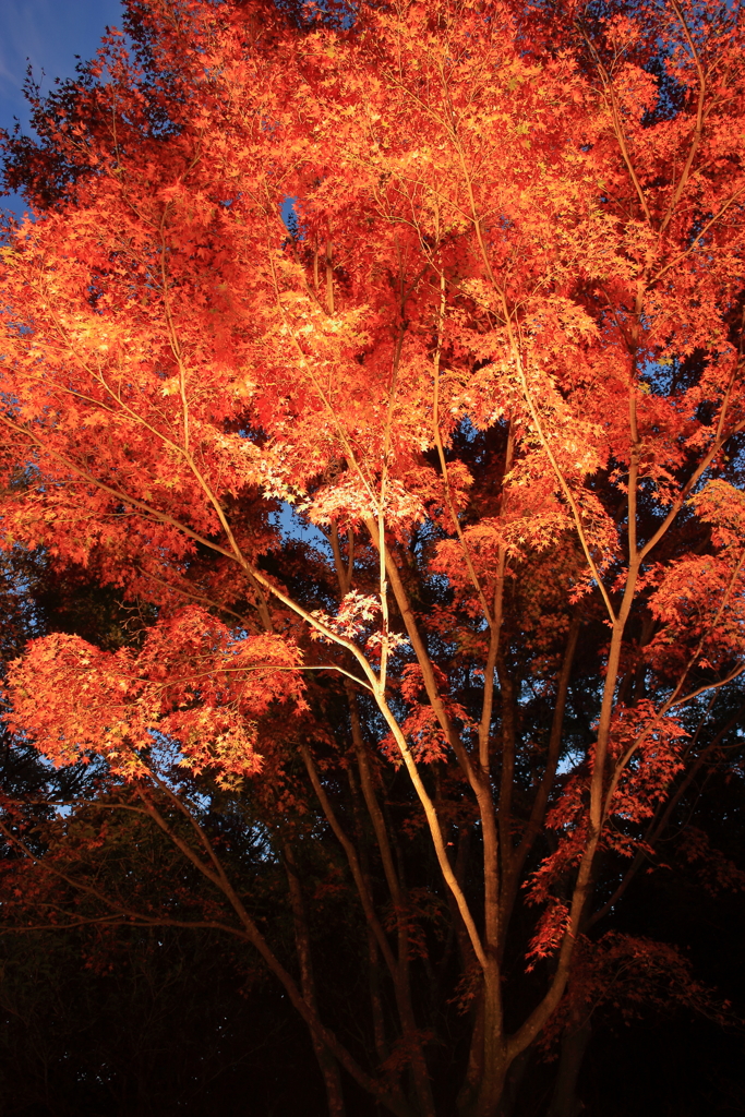 紅葉＠神戸市立森林植物園４