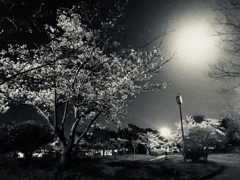 夜桜