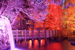 紅葉＠神戸市立森林植物園５