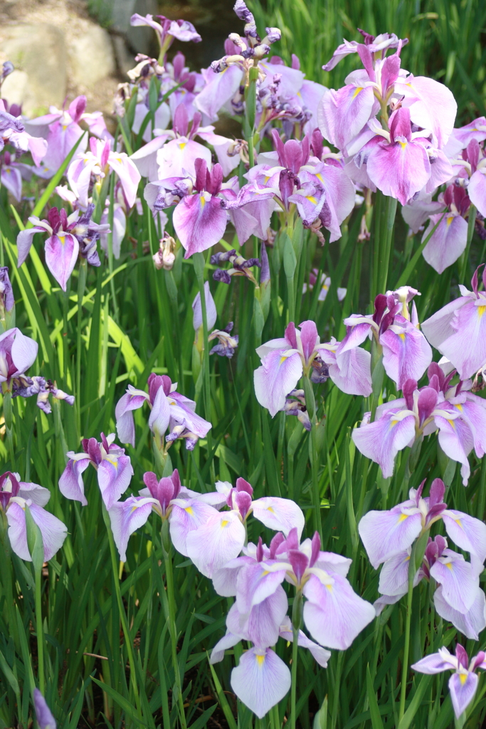 花菖蒲２＠須磨離宮公園