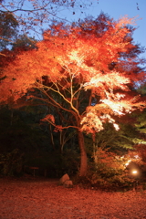 紅葉＠神戸市立森林植物園２