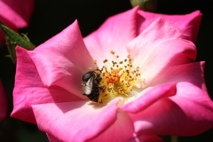 薔薇１＠須磨離宮公園