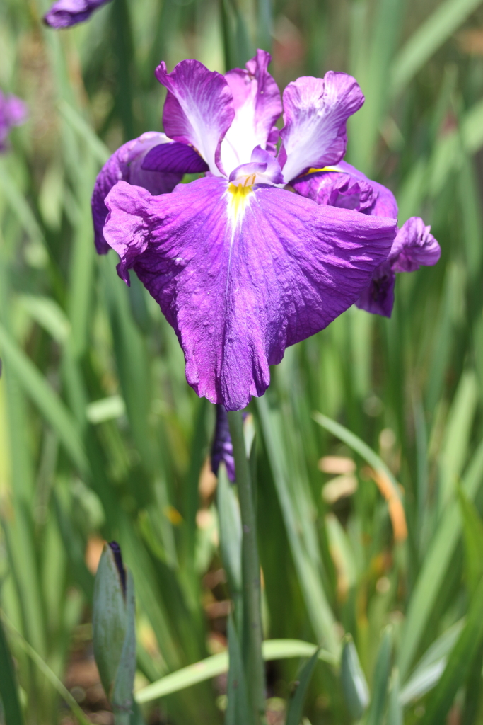 花菖蒲１＠須磨離宮公園