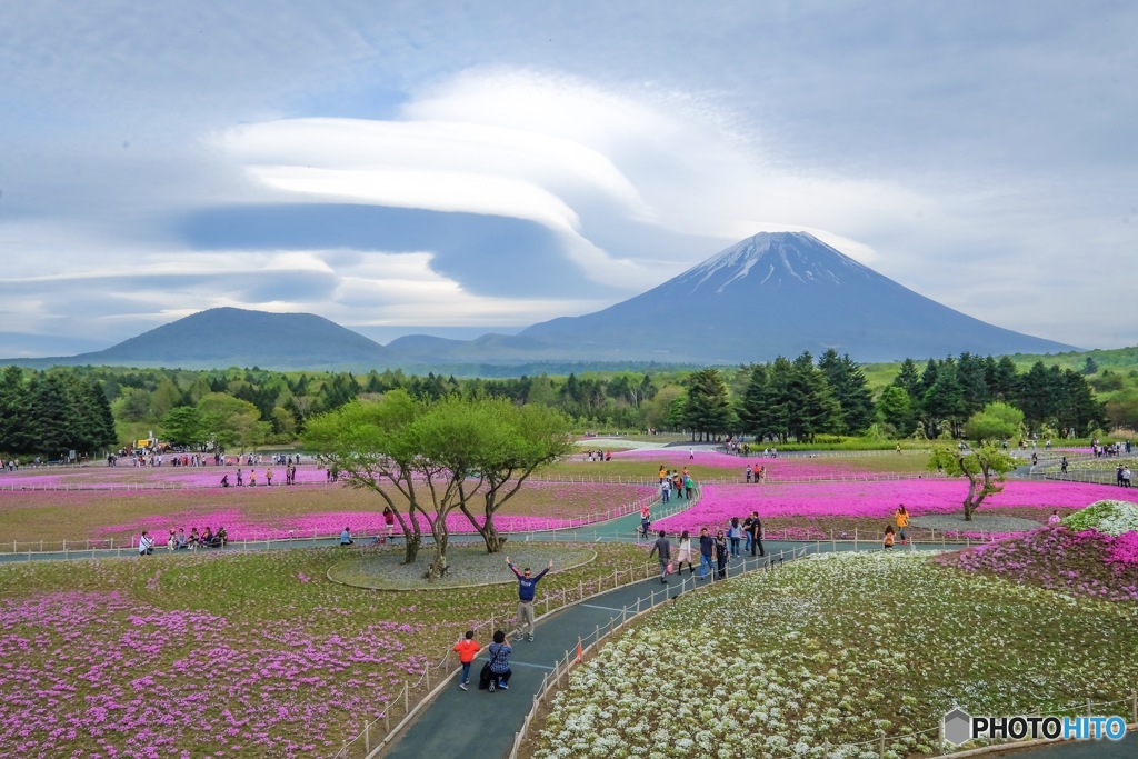 富士芝桜まつり
