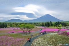 富士芝桜まつり