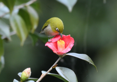 甘い蜜