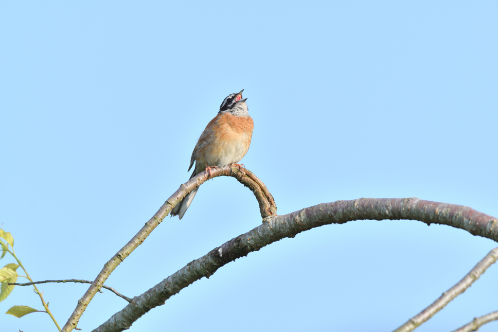 ホオジロが鳴く