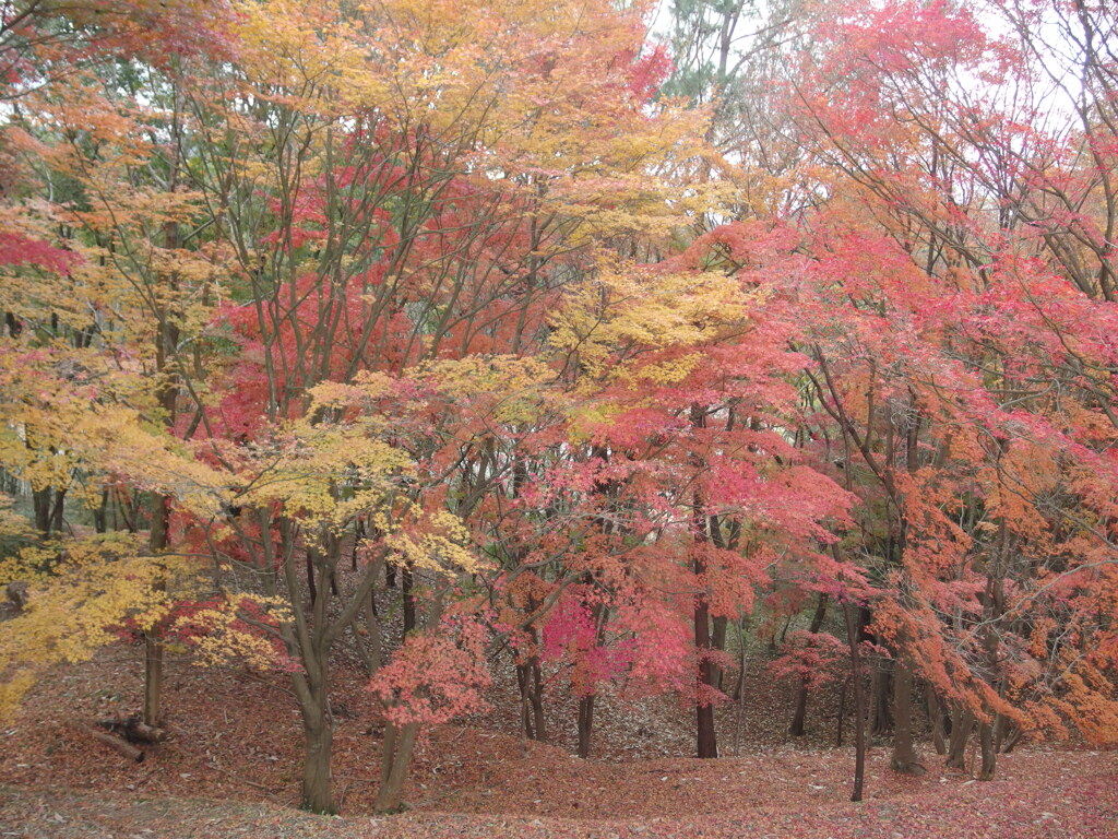 森の紅葉