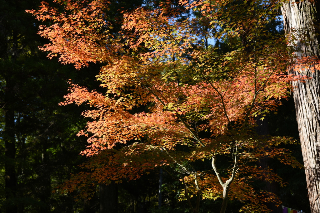紅葉（４）